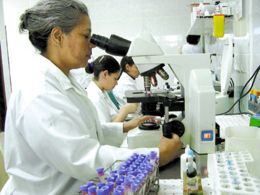 Comunidades de Yoro en alerta por chinche picuda