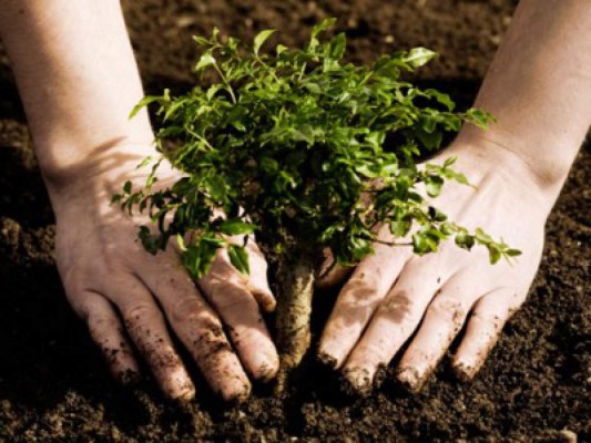 Honduras celebra hoy el Día del Árbol