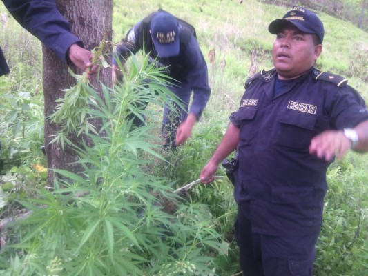 Capturan a dos adultos mayores con plantación de marihuana