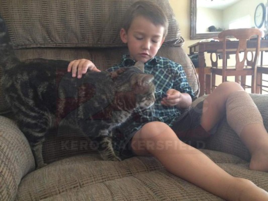 La gata Tara se convierte en estrella tras salvar a niño de perro