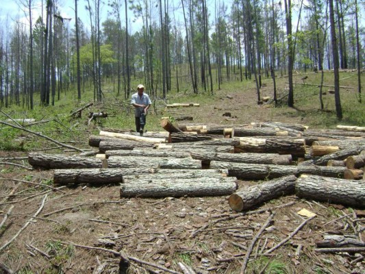 Expertos analizan hoy acciones contra el gorgojo en Honduras