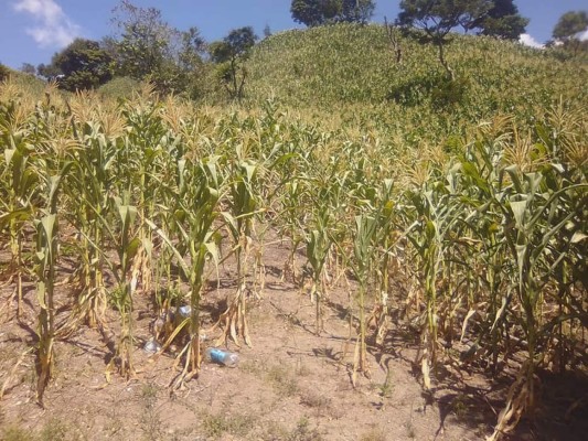 Pérdida de cultivos de maíz no supera el 10%: SAG