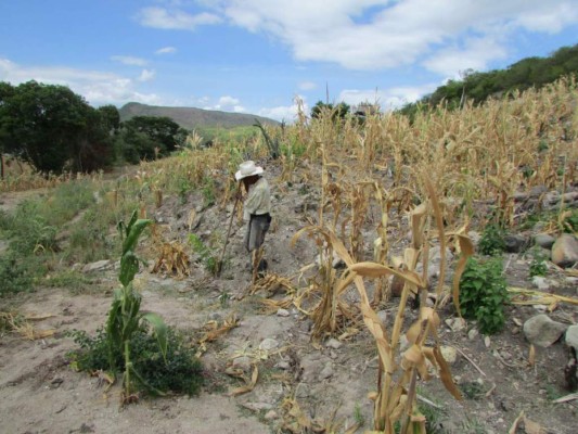 Por sequía en Honduras, 65,000 familias esperan ayuda