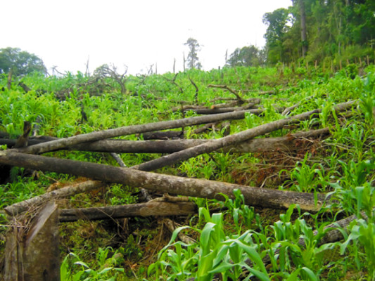 La foto del caos en la Biosfera del Río Plátano