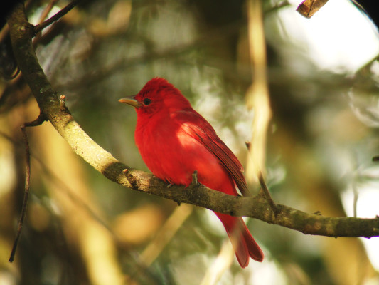 El aviturismo se abre camino en Honduras