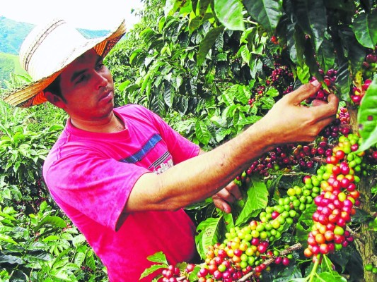Caficultores de Comayagua pedirán establecer precios fijos del grano