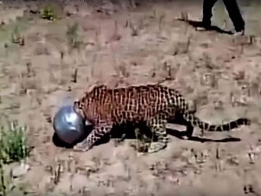 Leopardo se mete en problemas y nadie lo ayuda por temor