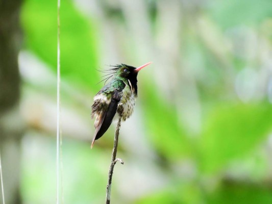 Honduras sobresale con el tour de aves