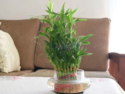 Plantas que crecen en jarrones de agua