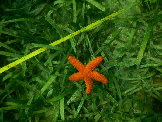 Inician proyecto para cuidar banco de estrellas y laguna de Guaimoreto