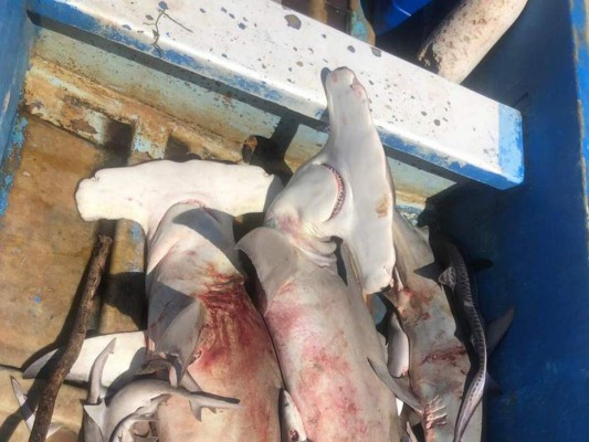 Decomisan unas mil libras de carne de tiburón martillo en Gracias a Dios