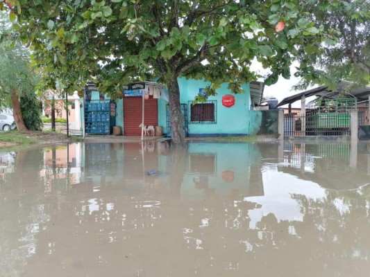 Desbordamiento del Ulúa y Chamelecón causan caos en el Valle de Sula