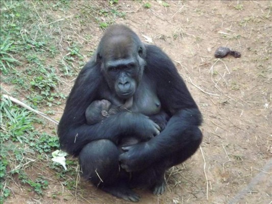 Nace la primera cría de gorila de Suramérica&nbsp;&nbsp;