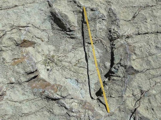 Pie de dinosaurio hallado en EEUU es el más grande hasta la fecha