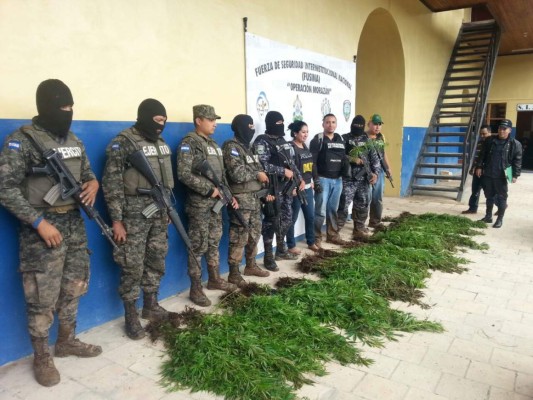 Destruyen plantación de marihuana en La Iguala, Lempira