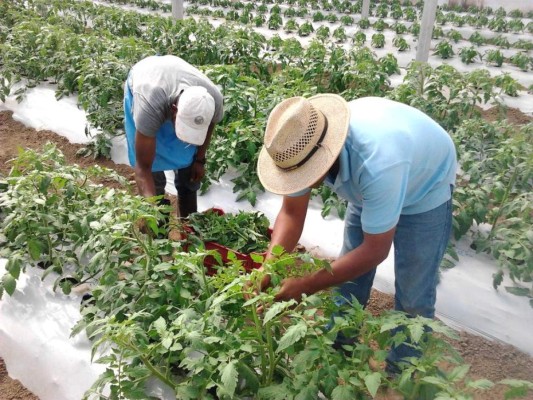 Investigadores buscan mejorar los procesos en el agro