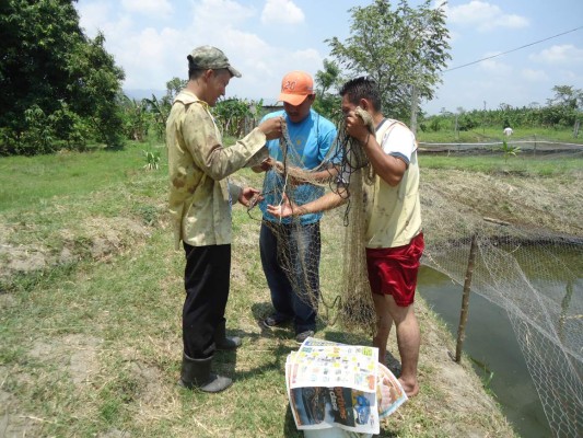 SAG apoya a pequeños productores de tilapia en sector de Choloma, Honduras