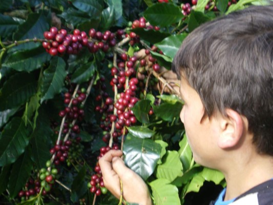 Varios sectores bajo la lupa de EUA por trabajo infantil