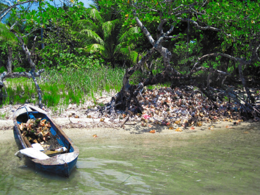 Roatán: Contaminación daña arrecifes de coral