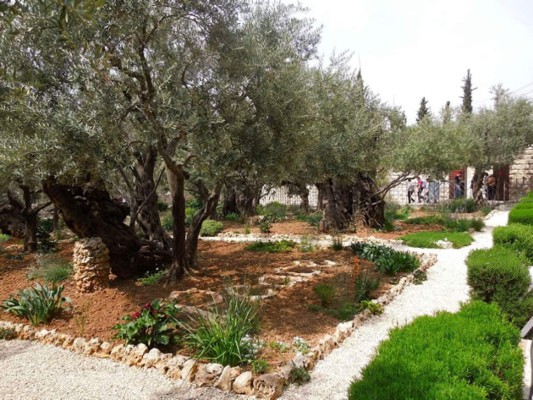 Huerto de Getsemaní, esencia de la Pasión
