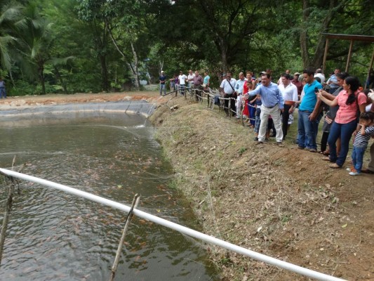 Impulsan cría de tilapia para mejorar economía a familias de Puerto Cortés