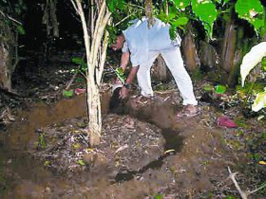 Conserve sus plantas