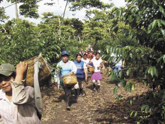 Producción de café de Colombia creció 12%