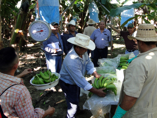 Bananeros esperan repunte de 1.6 millones de cajas en 2014
