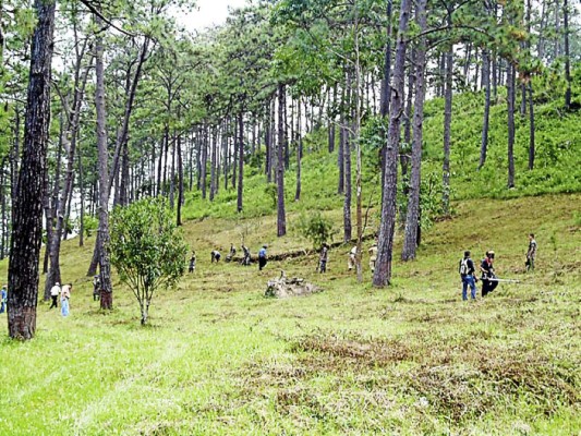 Gorgojo amenaza con devastar bosques de pino en Honduras