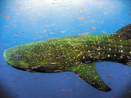 La Isla de la fantasía