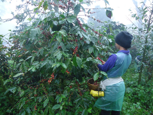 Ingresos por exportaciones de café hondureño bajan 37%