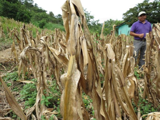 En el sur hondureño se alistan para la sequía