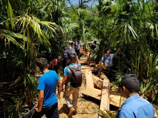 'Asesinan' cedros en el Día del árbol en Santa Bárbara
