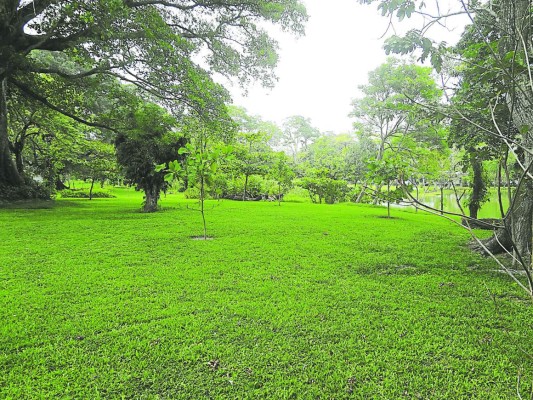 Ya está el terreno para el primer jardín botánico de San Pedro Sula