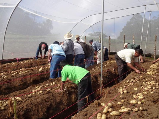 Honduras: Abren moderna planta de acopio en Intibucá