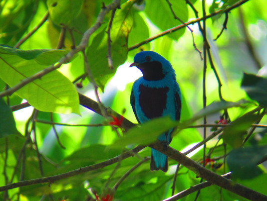 El aviturismo se abre camino en Honduras