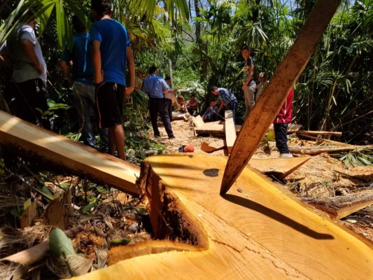 'Asesinan' cedros en el Día del árbol en Santa Bárbara