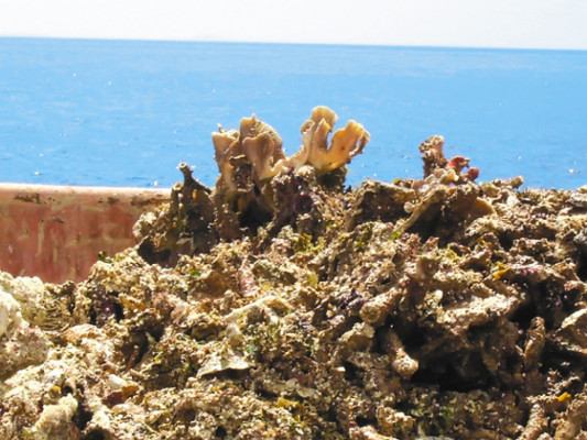 Denuncian daños a barra coralina hondureña