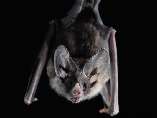 Cuatro nuevas especies de murciélagos, 'primos' de los vinculados a COVID-19