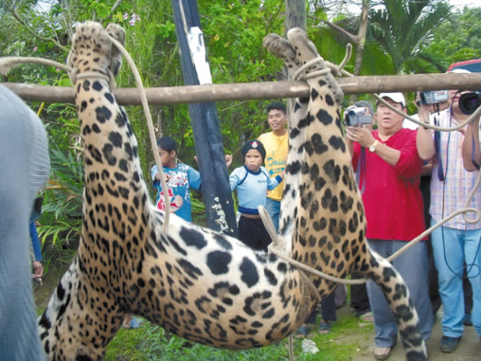 Honduras: Jaguar atemoriza a porteños