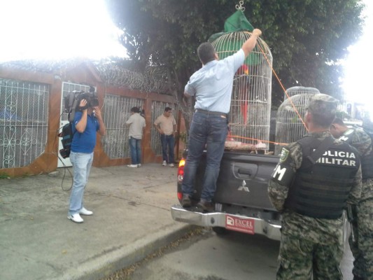 Por daño a la fauna requieren a tres mujeres en San Pedro Sula