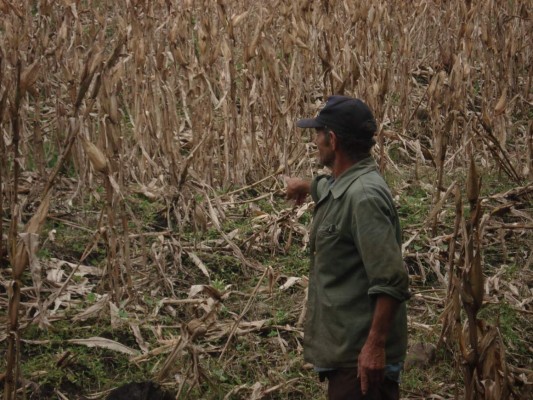 Sequía golpea a unos 107 municipios de Nicaragua