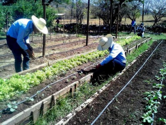 Escuelas agrícolas validarán la calidad de granos básicos