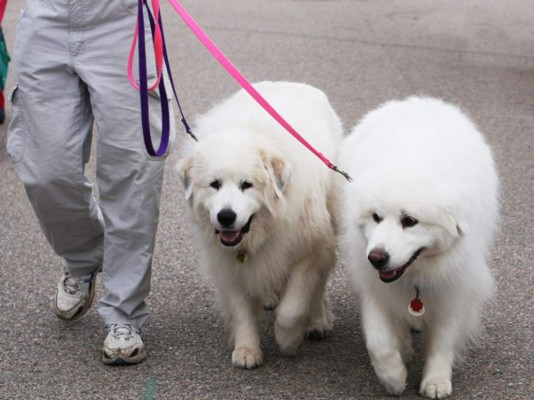 10 Diez beneficios de sacar a pasear la mascota