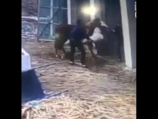 Enloquecido pitbull ataca a caballo y a su cuidador