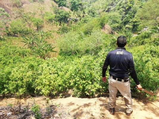 Destruyen cuatro hectáreas de hoja de coca en Colón, Honduras