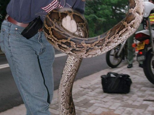 Mujer lucha con una serpiente pitón para salvar a su perro