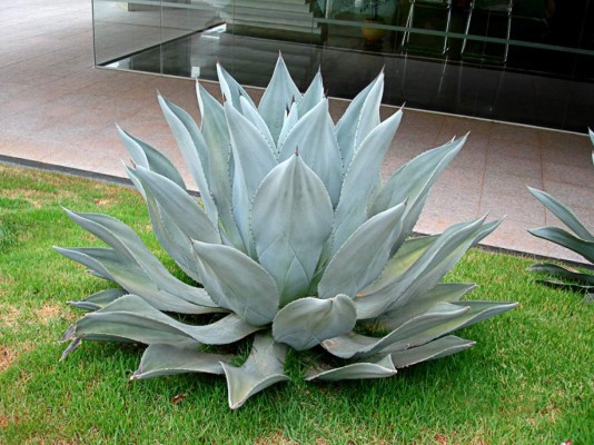 El agave azul, mucho más que el tequila