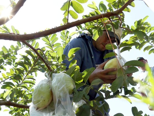 Honduras superó a China en cultivo de guayaba perla