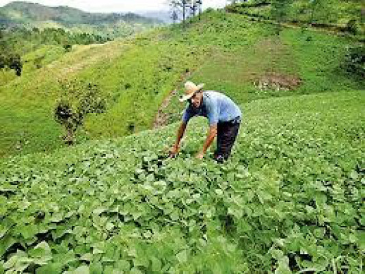 Daño en corredor turístico afecta economía del cono sur de Cortés